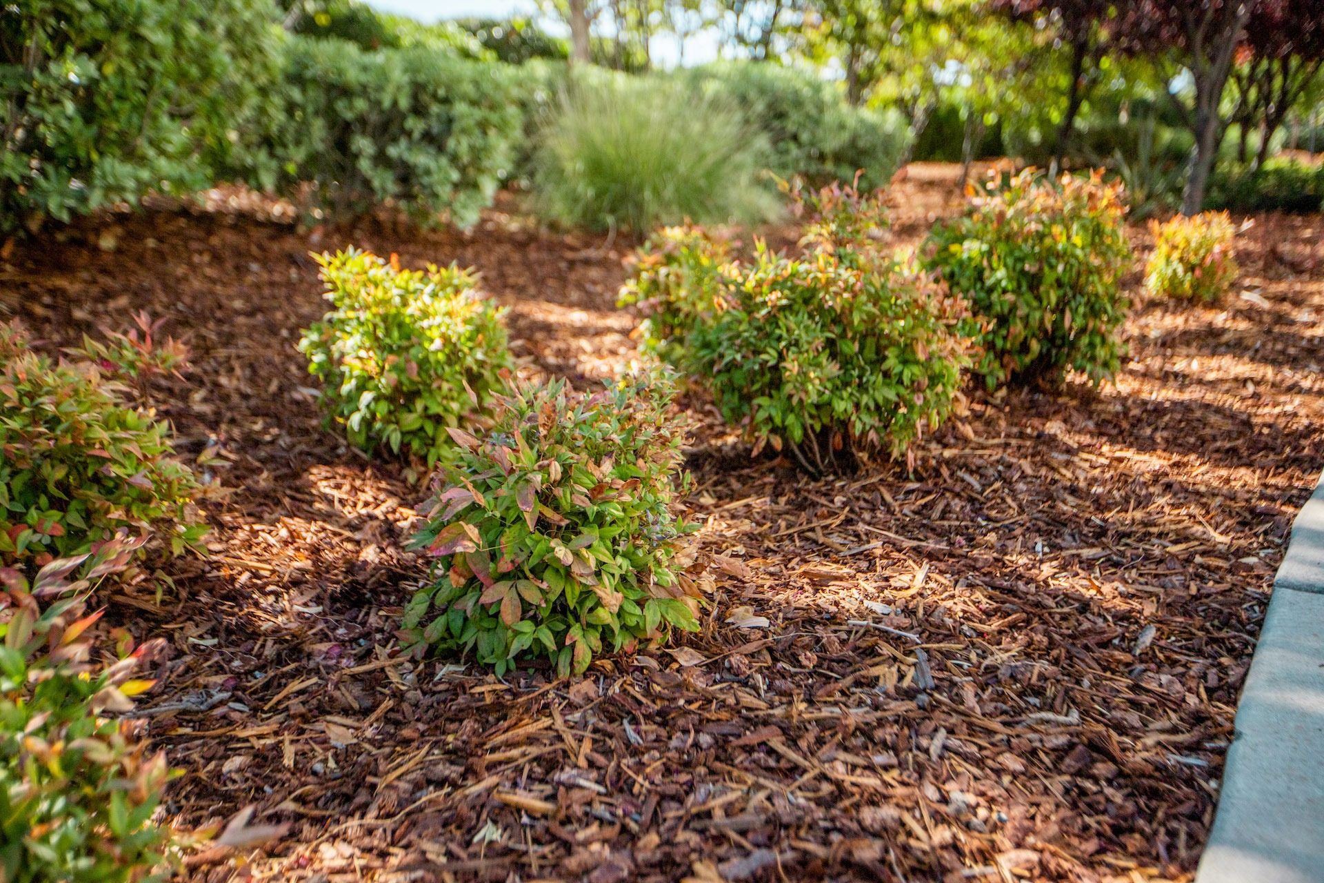 Detailed shrub and mulch bed maintenance