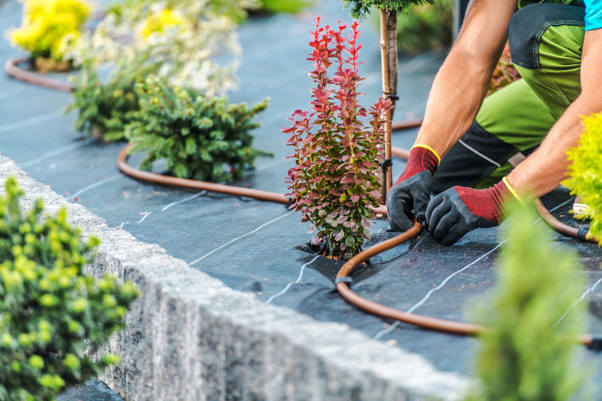 Technician installing drip irrigation among new plantings